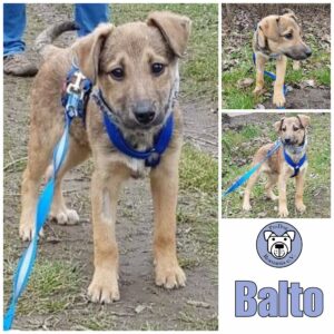 Balto in 18311 Ribnitz-Damgarten