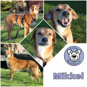 MIKKEL in 65468 Trebur - vermittelt