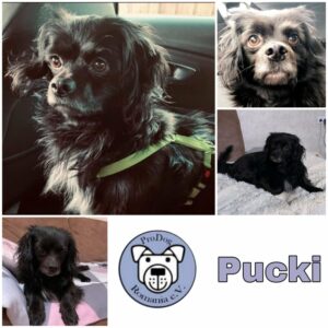 Pucki in 26810 Westoverledingen