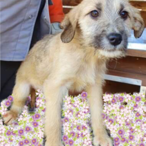 CARAMEL - reserviert Alexandra - vermittelt