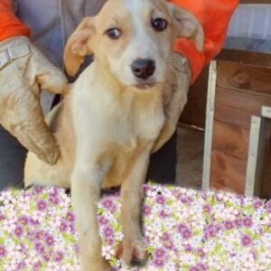 CAILLA - auf Pflegestelle in PLZ 1 - vermittelt