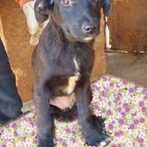 TIPPI - reserviert HS Fläming - vermittelt