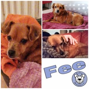 Fee in 27726 Worpswede