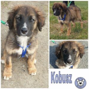 Kobusz in 18311 Ribnitz-Damgarten