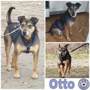 Otto in 12587 Berlin - vermittelt