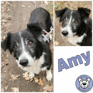 Amy in 18311 Ribnitz Damgarten