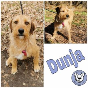 Dunja in 18311 Ribnitz Damgarten - vermittelt