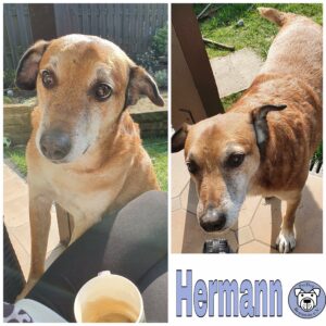 Hermann in 46286 Dorsten - vermittelt