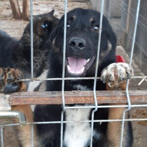 CENTURION - reserviert TH Filderstadt - vermittelt