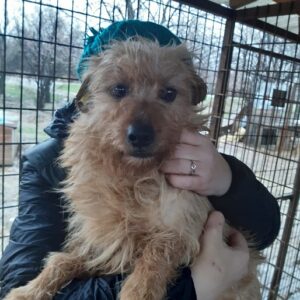 RASMUS - auf Pflegestelle in PLZ 1 - vermittelt