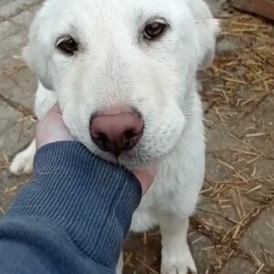 LOULOU - reserviert Lorraine - vermittelt