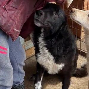 ANTONIA - reserviert Tierhilfe Lebenswert DR - vermittelt