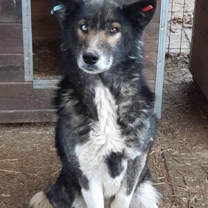 HJÖRDIS - reserviert NadineH - vermittelt