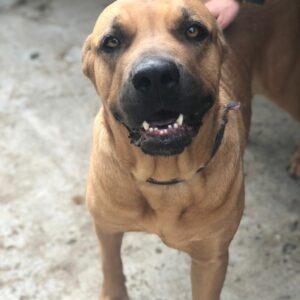 DORIE - reserviert Manuela vermittelt