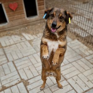 MADDOX - reserviert PVA - vermittelt