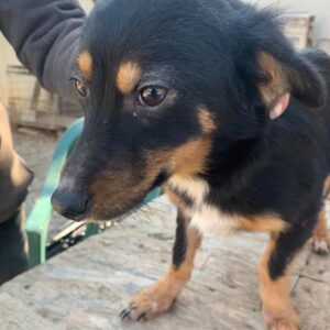 DANITA - reserviert Tierhilfe Lebenswert DR - vermittelt