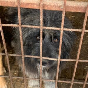 GOOFIE - reserviert Tierhilfe Lebenswert DR - vermittelt