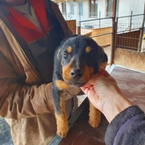 CAILIN - reserviert  - vermittelt