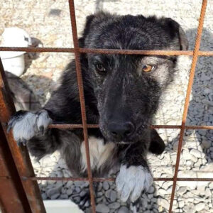 YOLA - reserviert Tierhilfe Lebenswert DR - vermittelt