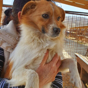 LAILA - reserviert Tierhilfe Lebenswert DR - vermittelt