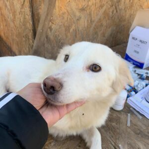 BELLA (ELSA) - reserviert Tierhilfe Lebenswert DR - vermittelt