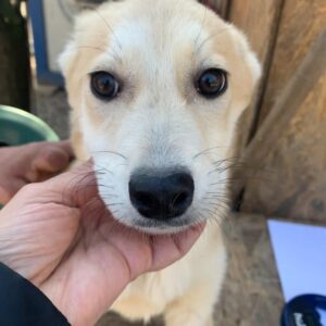 SWEETI - reserviert Tierhilfe Lebenswert DR - vermittelt