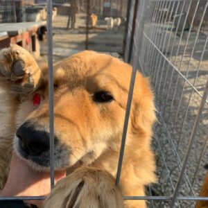 PAULA - reserviert Tierhilfe Lebenswert DR - vermittelt