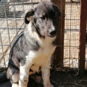 KIRA - reserviert ES (AA) - vermittelt