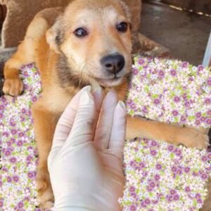 TAPSI - reserviert Second Chance Dogs - vermittelt