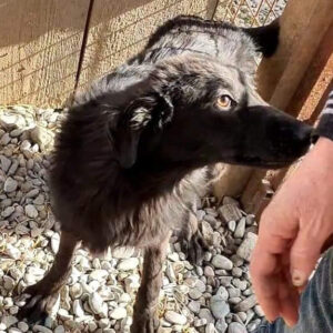 FREYA - reserviert Tierhilfe Lebenswert DR - vermittelt