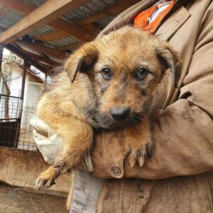 CONNY - reserviert 4animals - vermittelt