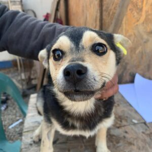 ILDIKO - reserviert Tierhilfe Lebenswert (DR) - vermittelt