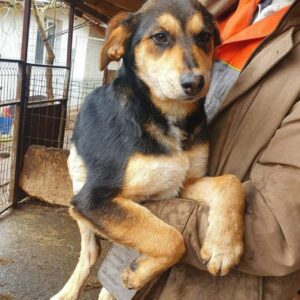 CINDERELLA - reserviert 4animals - vermittelt