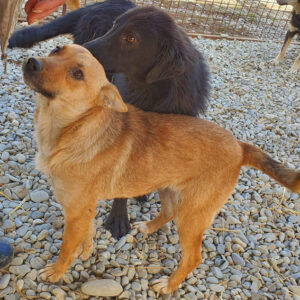 KORA - reserviert IH DR - vermittelt