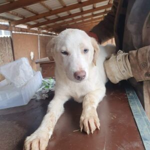 JOY - reserviert TH Andernach - vermittelt