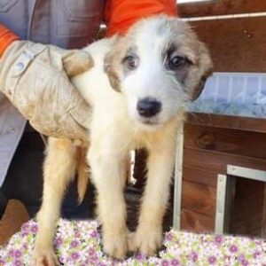 TESS - reserviert für ES (MG) - vermittelt