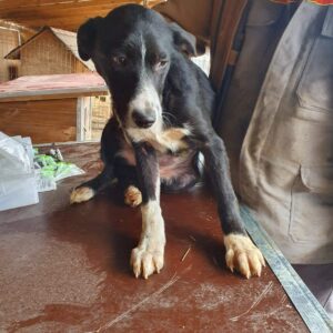 EMMI - reserviert für ES (MG) - vermittelt