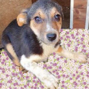 MINZE - reserviert 4animals - vermittelt