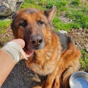 MAXL - Hinterhand gelähmt - reserviert Lorraine - vermittelt