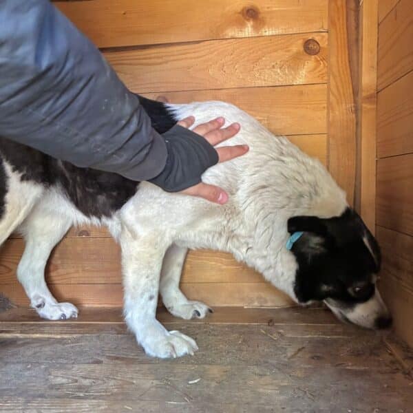 FENEA (♀) – Bild 4