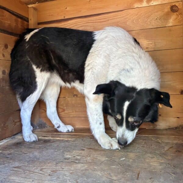 FENEA (♀) – Bild 7
