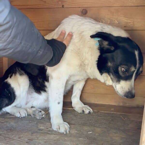 FENEA (♀) – Bild 5