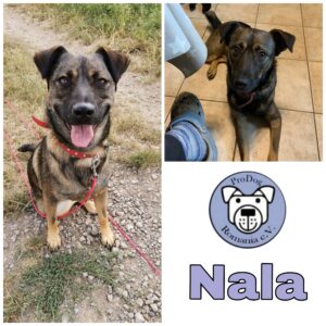 Nala in 35708 Haiger