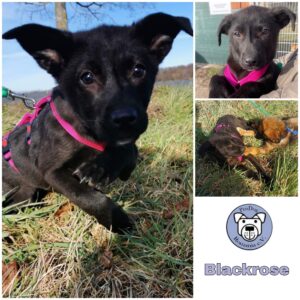 Blackrose in 18311 Ribnitz Damgarten