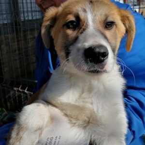 CÄSAR - reserviert für ES (NH) - vermittelt