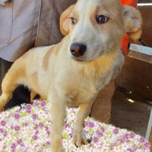 MARTY - auf Pflegestelle in PLZ 1 - vermittelt