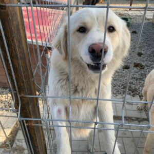 GIDEON - reserviert Manuela - vermittelt