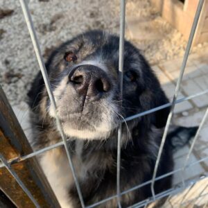 TRUFFO - reserviert Tierhilfe Lebenswert DR - vermittelt