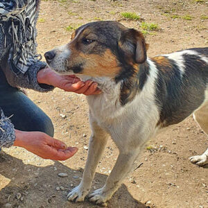 RODRIGO - reserviert Tierhilfe Lebenswert DR - vermittelt