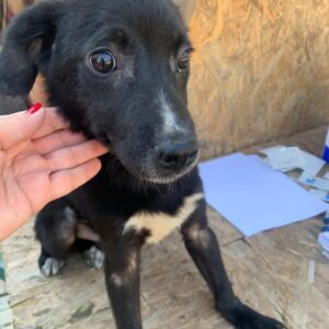 PITO - deformierte/durchtrittige Vorderpfoten - reserviert Tierhilfe Lebenswert DR - vermittelt